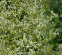 Thalictrum amphibolum image