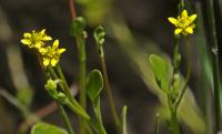 Ranunculus hydrocharoides image