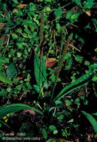 Image of Plantago australis