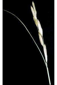 Image of Spartina gracilis