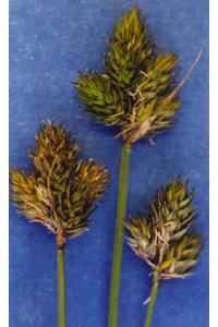 Carex egglestonii image