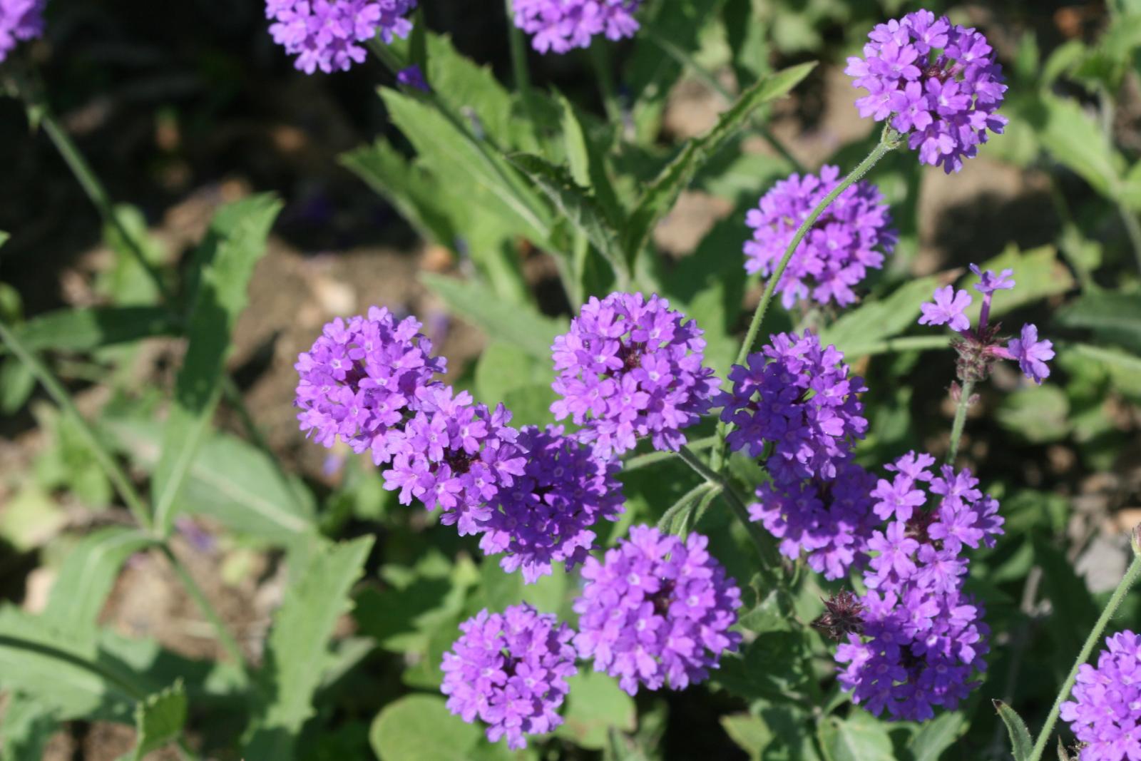 Verbena rigida image