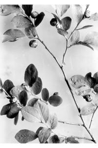 Image of Vaccinium membranaceum