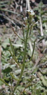 Image of Planodes virginicum