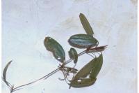 Potamogeton diversifolius image