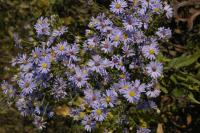 Symphyotrichum laeve image