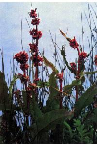 Rumex aquaticus image