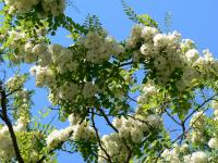 Robinia pseudoacacia image