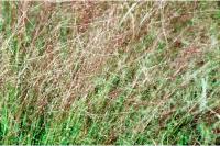 Eragrostis spectabilis image