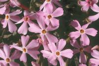 Phlox stansburyi image