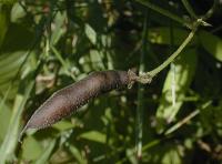 Image of Strophostyles leiosperma