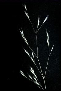 Image of Deschampsia danthonioides
