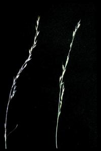 Image of Deschampsia elongata