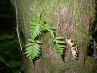 Polypodium glycyrrhiza image