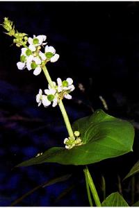 Sagittaria latifolia image