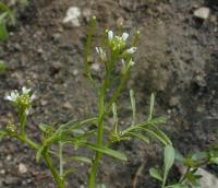 Cardamine parviflora image