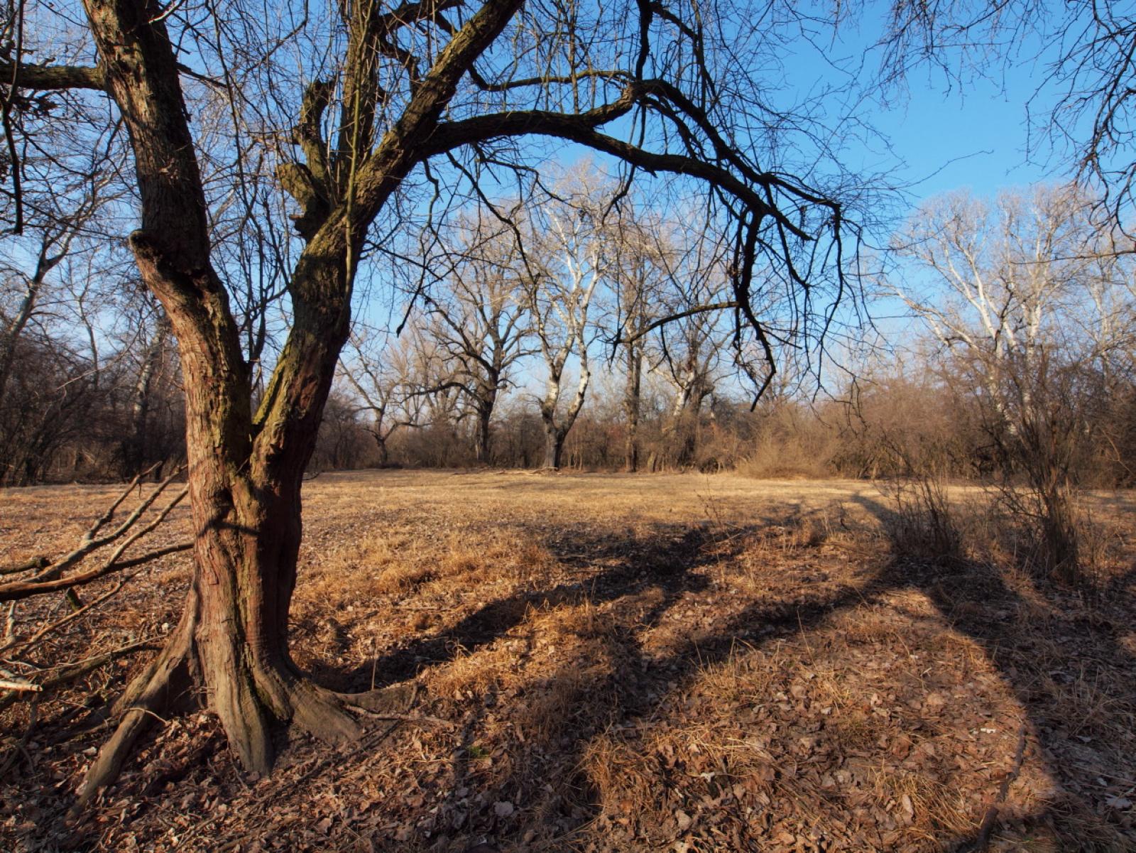 Populus nigra image