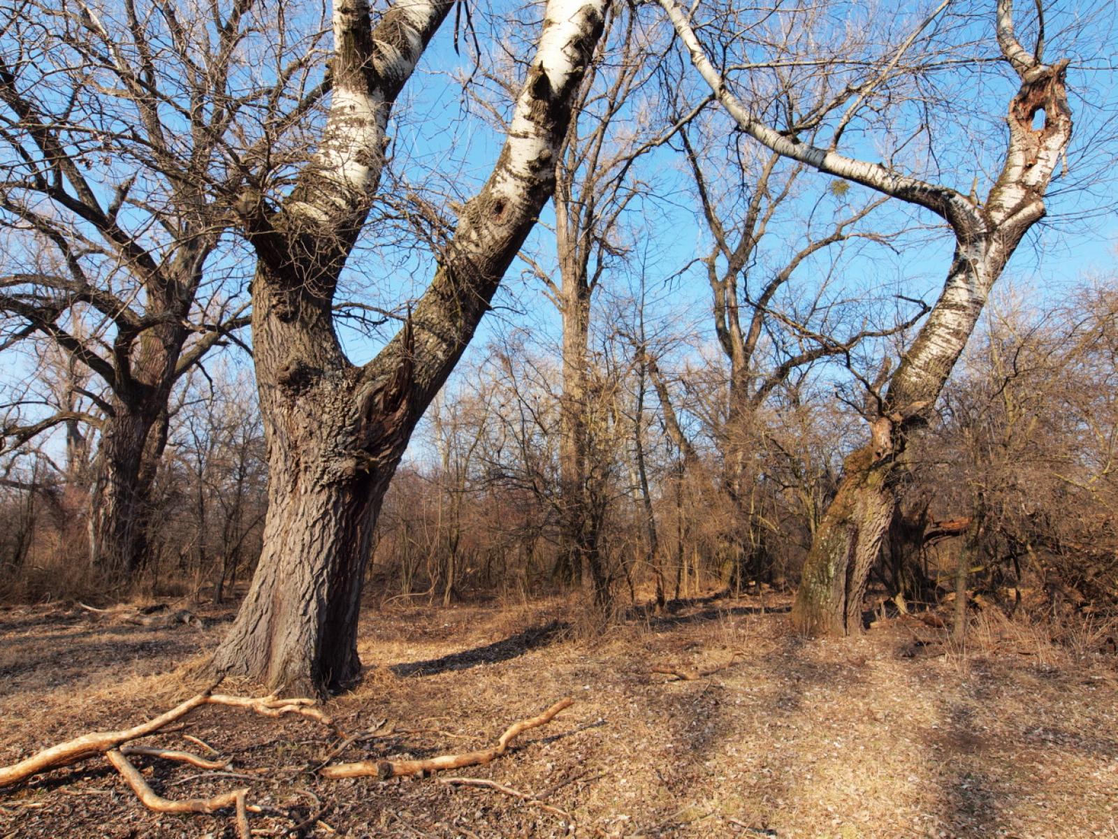 Populus nigra image