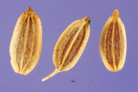 Image of Anethum graveolens