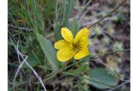 Image of Viola nuttallii