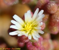 Image of Mesembryanthemum nodiflorum