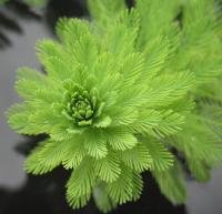 Image of Myriophyllum aquaticum