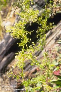 Galium mexicanum image