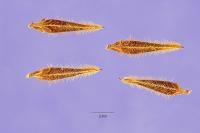 Image of Erodium moschatum