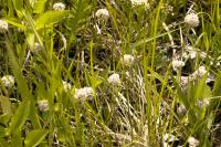 Antennaria neglecta image