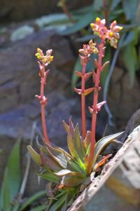 Dudleya saxosa image