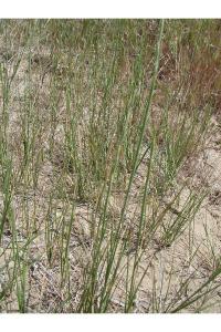 Elymus lanceolatus image