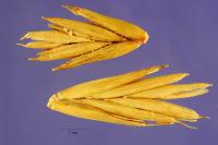 Elymus lanceolatus image