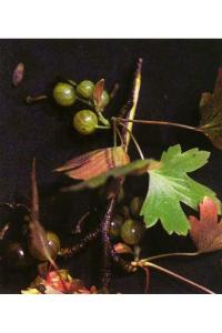 Image of Ribes inerme