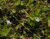 Lindernia dubia image