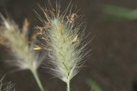 Pennisetum villosum image