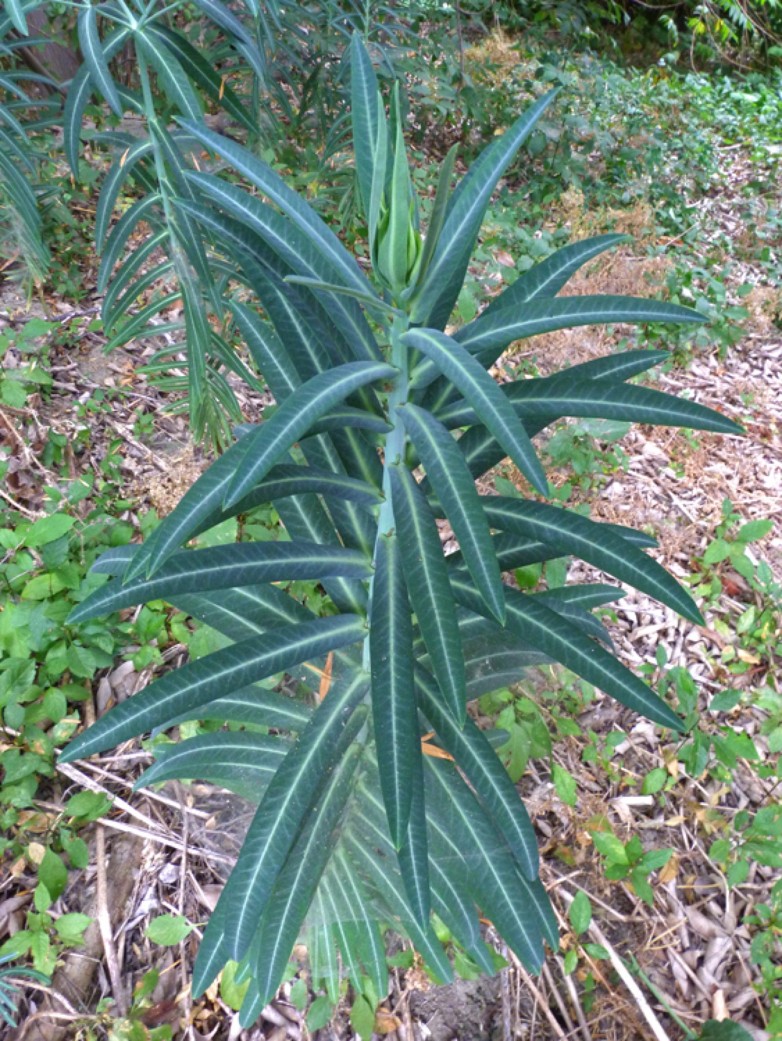 Euphorbia lathyris image