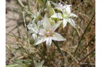 Allium nevadense image