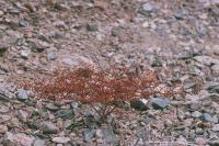 Eriogonum brachypodum image