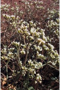 Eriogonum corymbosum image