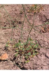 Eriogonum subreniforme image