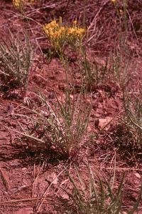 Image of Crepis intermedia