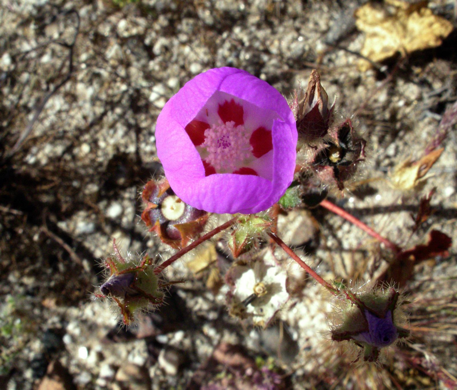 Eremalche rotundifolia image