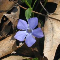 Vinca minor image