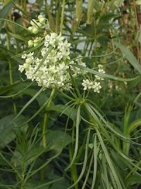 Asclepias verticillata image