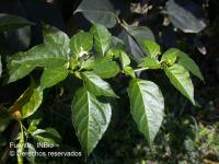 Capsicum annuum image