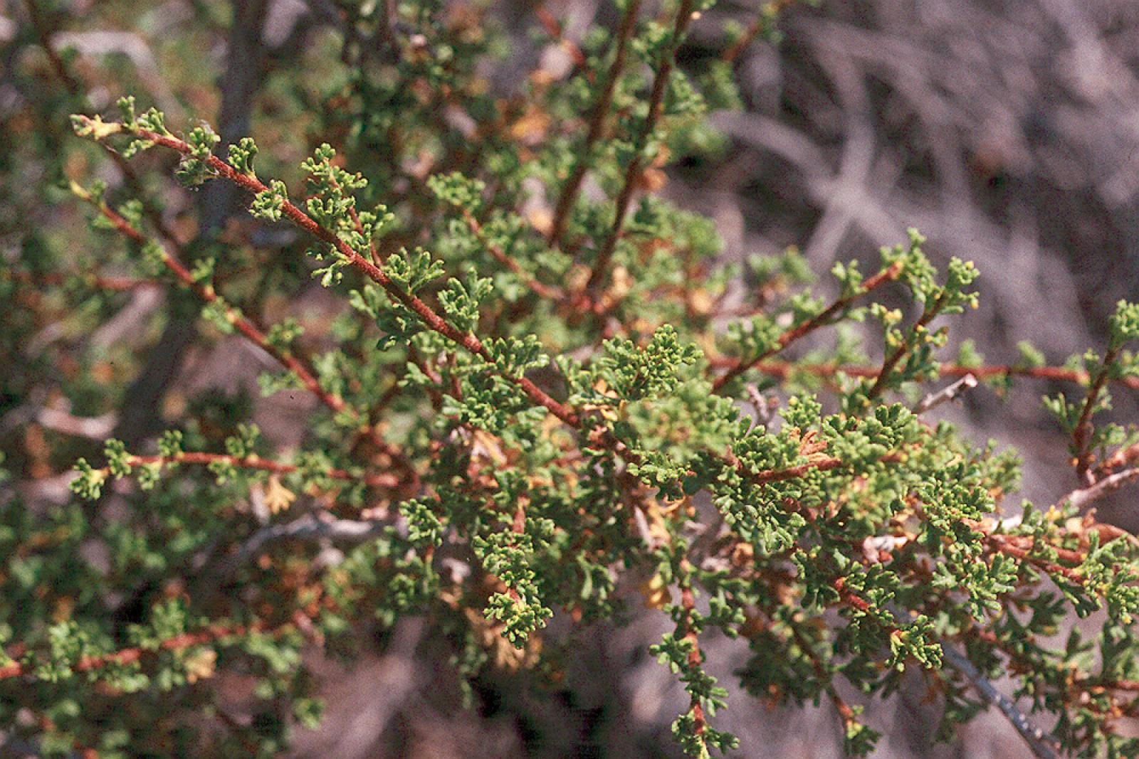 Purshia glandulosa image