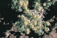 Image of Artemisia spinescens