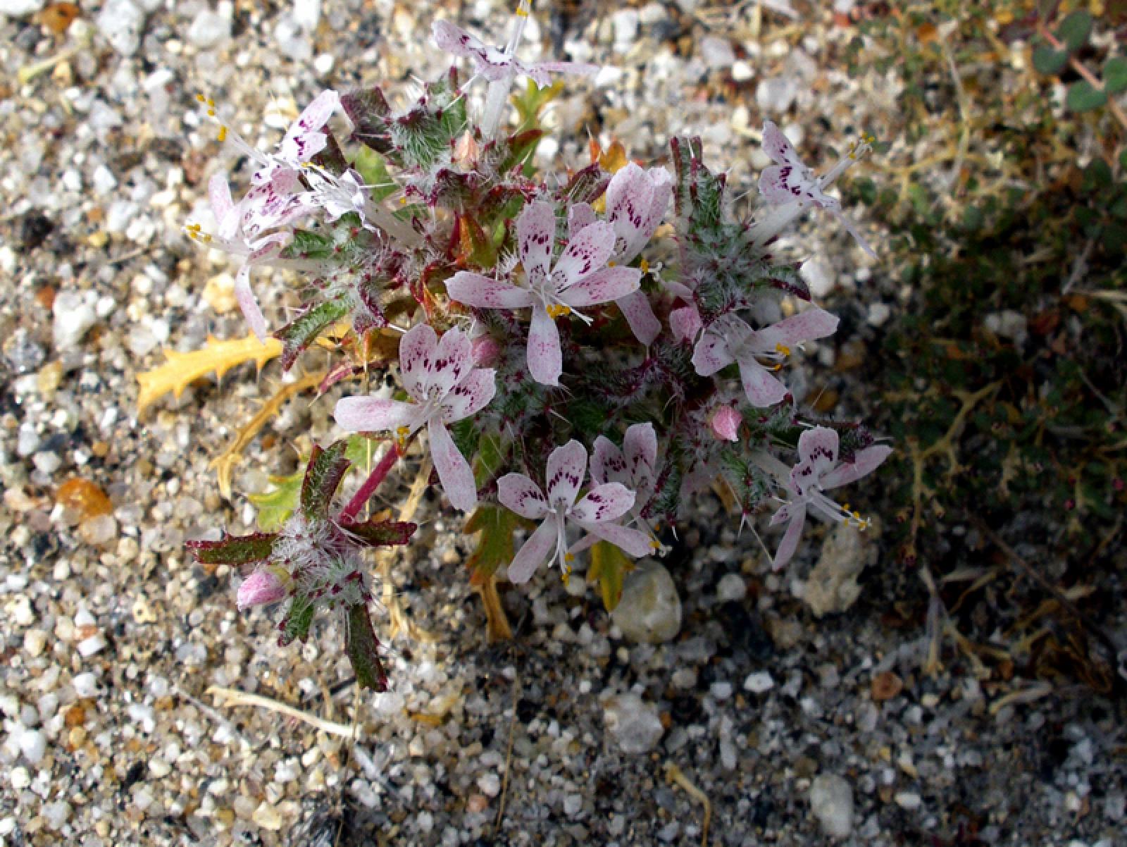 Loeseliastrum matthewsii image