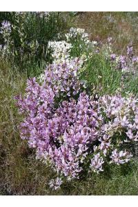 Astragalus toanus image