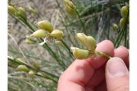 Astragalus toanus image